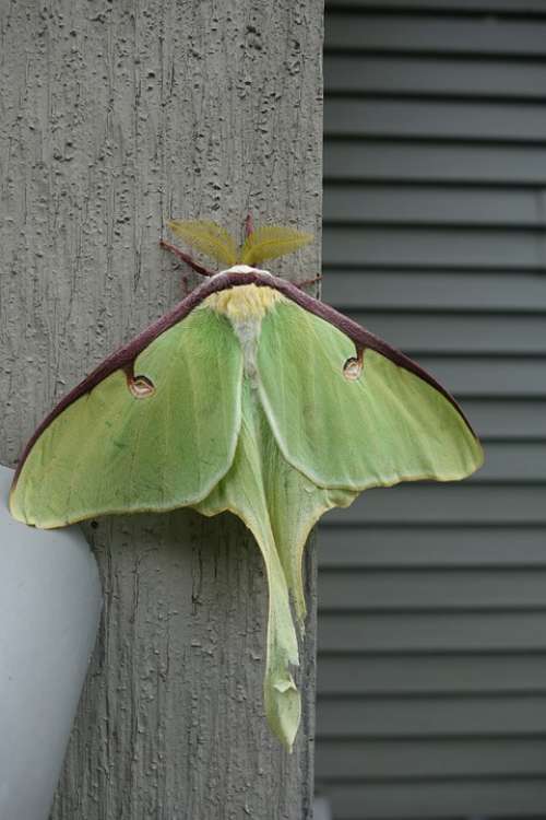 Luna Moth Actias Luna Antenna