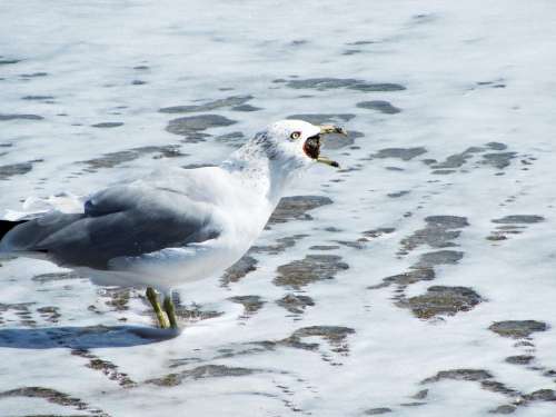 Lunch Gull Seagull Fresh Fish Froth Ocean Sea