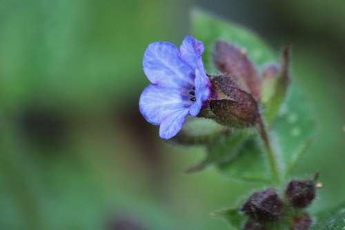 Lungwort Flowers Blossom Bloom Flower Plant