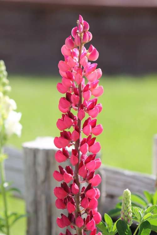 Lupine Lupinus Flower Lupines Plant Pink Red
