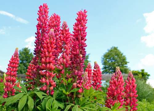 Lupine Lupins Flowers Garden Flowers