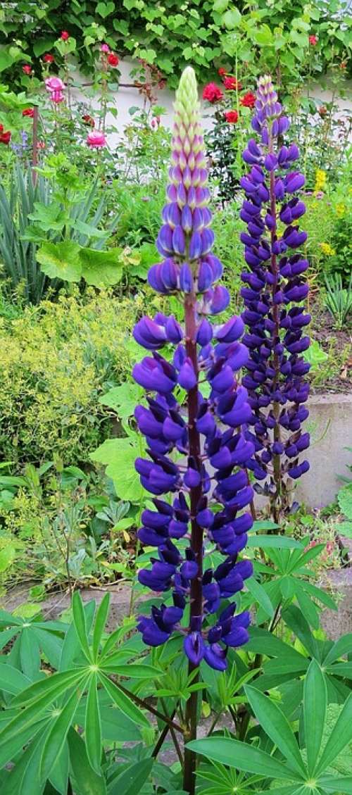Lupins Blue Spring Garden Flowers Plant