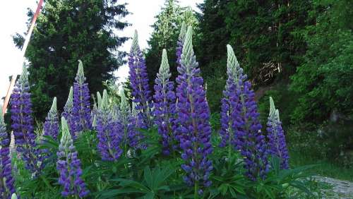 Lupins Flowers Black Forest
