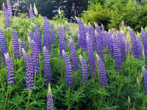 Lupins Blue Nature Hiking Black Forest