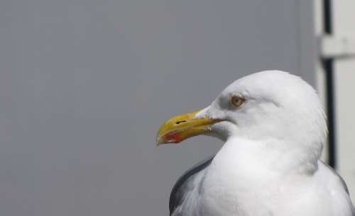 Lurking Food Seagull Wait Bill