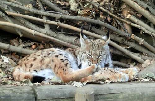 Lynx Big Cat Alpine Zoo Wildcat Lynx Lynx Felidae