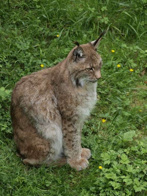 Lynx Big Cat Cat Animal Northern Lynx Wild