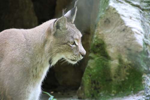 Lynx Animal Wildcat Predator Northern Lynx