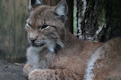 Lynx Canadian Lynx Felidae Cat Lynx Canadensis