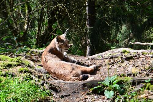 Lynx Wildcat Big Cat Cat Resting Place