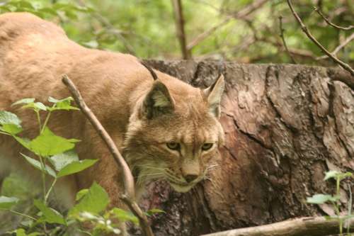 Lynx Lynx Lynx Cat Wildcat Big Cat Animals