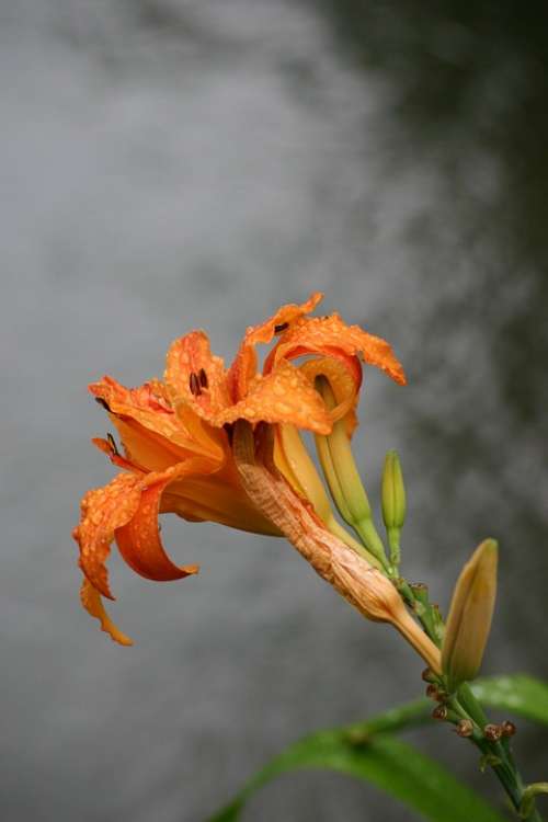 Lys Giverny Monet Impressionism Orange