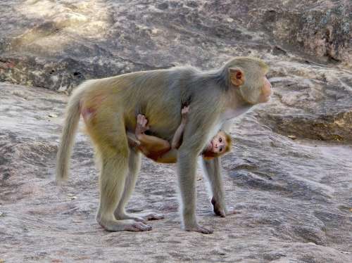 Macaco Primate Burma Mother Breeding Bebe Animal