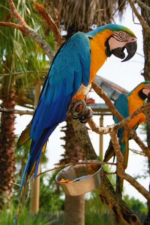 Macaw Bird Blue Gold Nature Beak Wings Perch