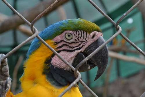 Macaw Animals Eye Of Macaw Animal Tropical Bird