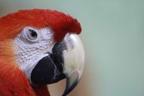 Macaw Parrot Red Scarlet Bird Beak Animal