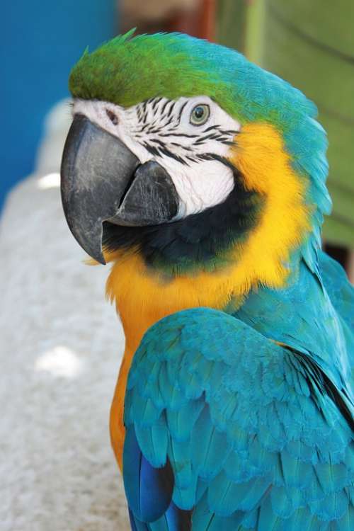 Macaw Parrot Bird Blue Animal Colorful Nature
