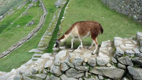 Machu Picchu'S Llama Move Stone Steps Loneliness