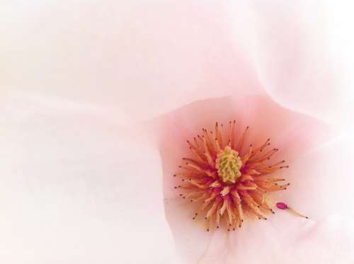 Macro Blossom Bloom Pink Magnolia Tender