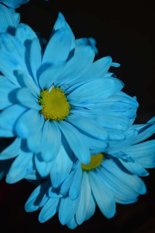 Macro Blue Daisies Flowers Colorful Petals
