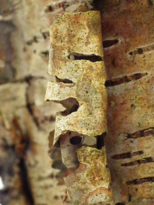 Macro Nature Close Up Tree Bark
