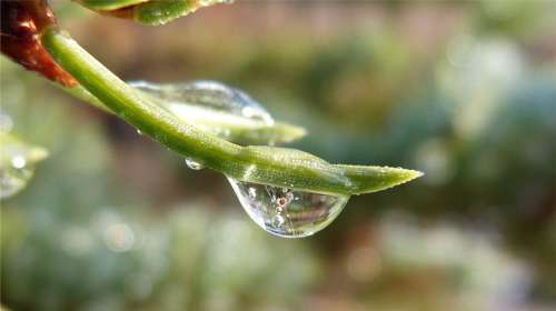 Macro Dew Drop Nature