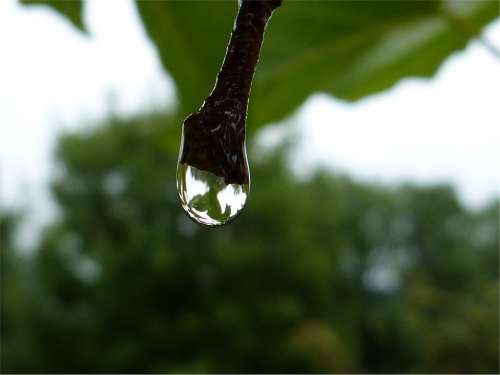 Macro Drops Dew Dew Drop Water Transparency