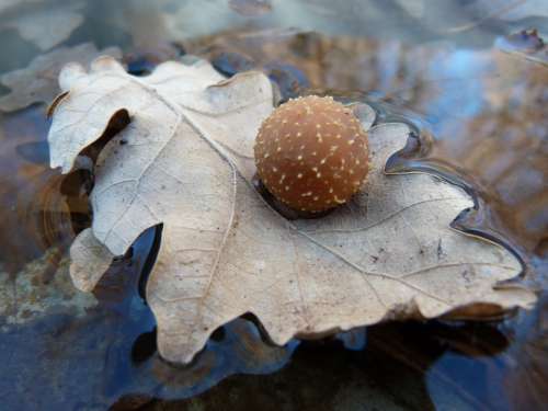 Macro Leaf Parasite Nature Oak Water Spring