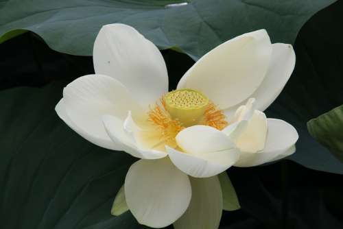 Macro Lotus Blossom Close Up Blossom Bloom Nature
