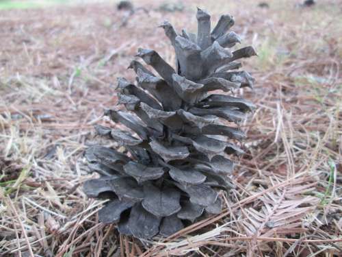 Macro Plant Nature Vegetation Pine Pine Cone