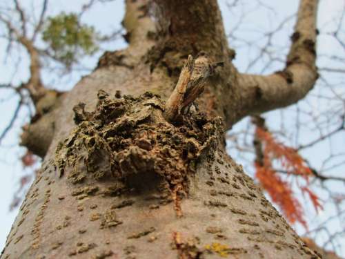 Macro Wood Tree Plant Vegetation Knot Growth