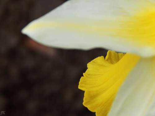 Macro Yellow White Flower Garden Nature Natural