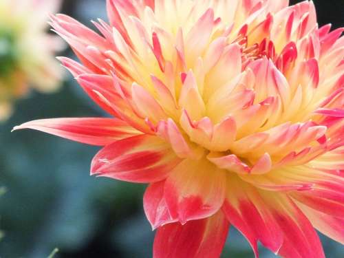 Macro Flower Nature Petal Summer Flowers Yellow