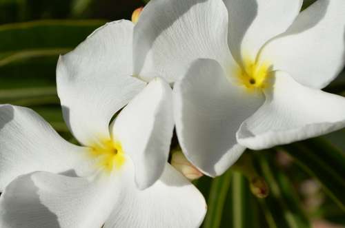 Madagascar Palm Flower White