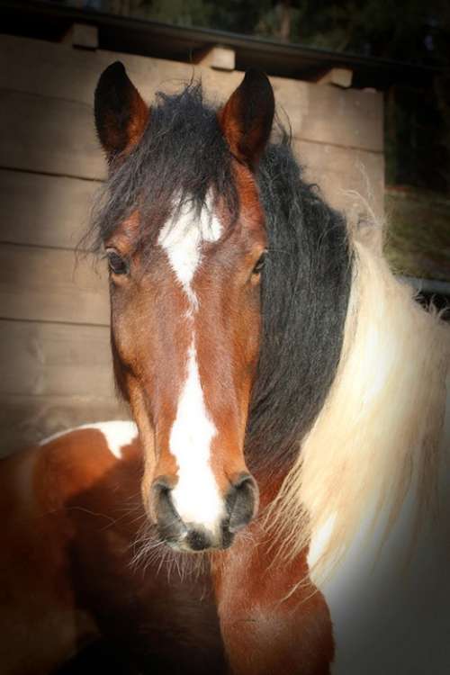 Maddox Foal Horse Pasture Flock Animal Nature