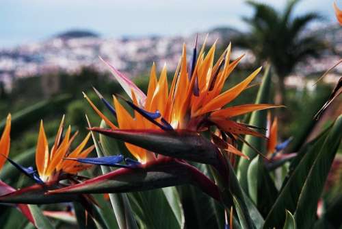 Madeira Botanical Garden Parrot Flower Portugal
