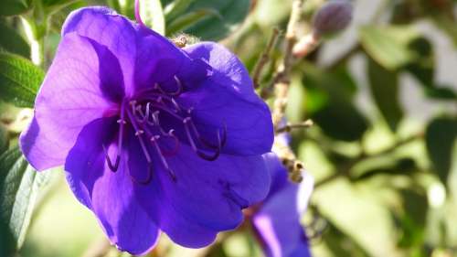 Madeira Portugal Flora Flower Purple