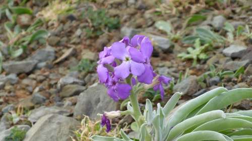 Madeira Flower Purple Portugal Flora