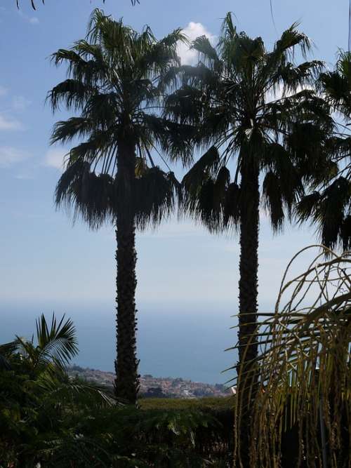 Madeira Palm Trees Sea Flower Island Horizon Sky