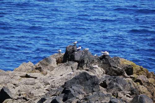 Madeira Birds Seagulls Water Waterfowl Atlantic