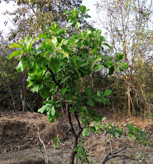 Madhuca Longifolia Tree Mahwa Mahua Iluppai