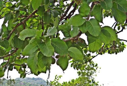 Madhuca Longifolia Mahwa Mahua Fruits Iluppai Tree