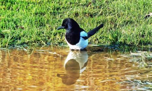 Maggie Bird Plumage Water Puddle Rainy Reflection