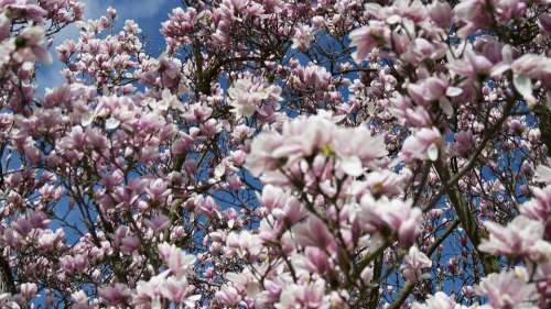 Magnolia Flower Flowers Blossom Bloom Tender