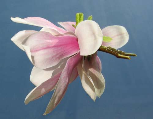 Magnolia Mirrored Tender Pink Spring Blossom