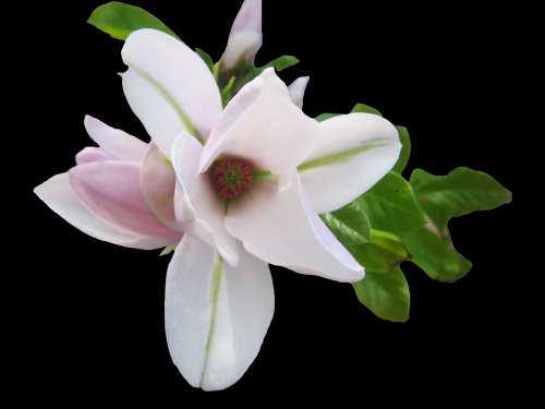 Magnolia Tender Pink Spring Blossom Bloom