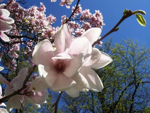 Magnolia Cream Pink Flower Petal