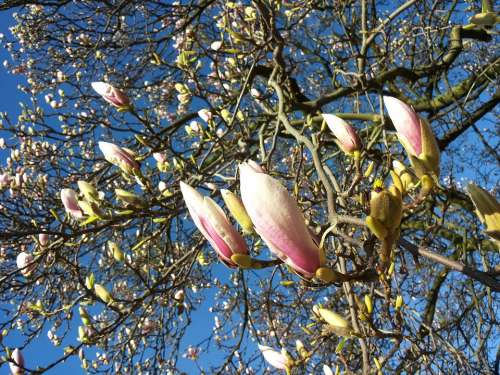 Magnolia Bud Blossom Bloom Spring