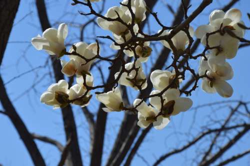Magnolia Flowers White Tree Spring Sky Branches