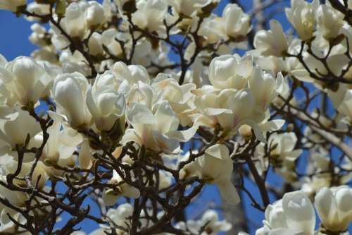 Magnolia Flowers White Tree Spring Branches